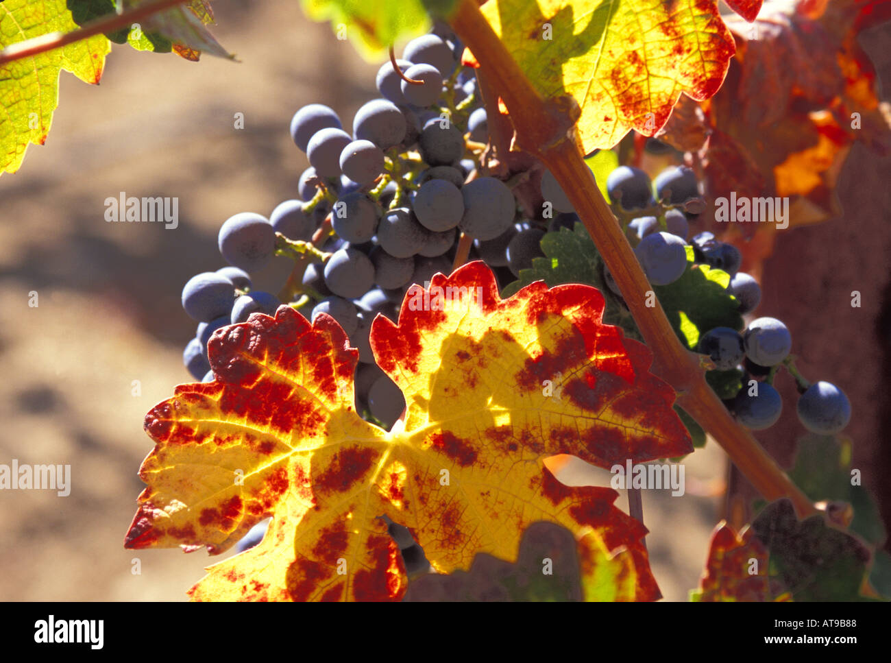 Autunno uva sulla vite in vigna della Valle di Napa California Foto Stock