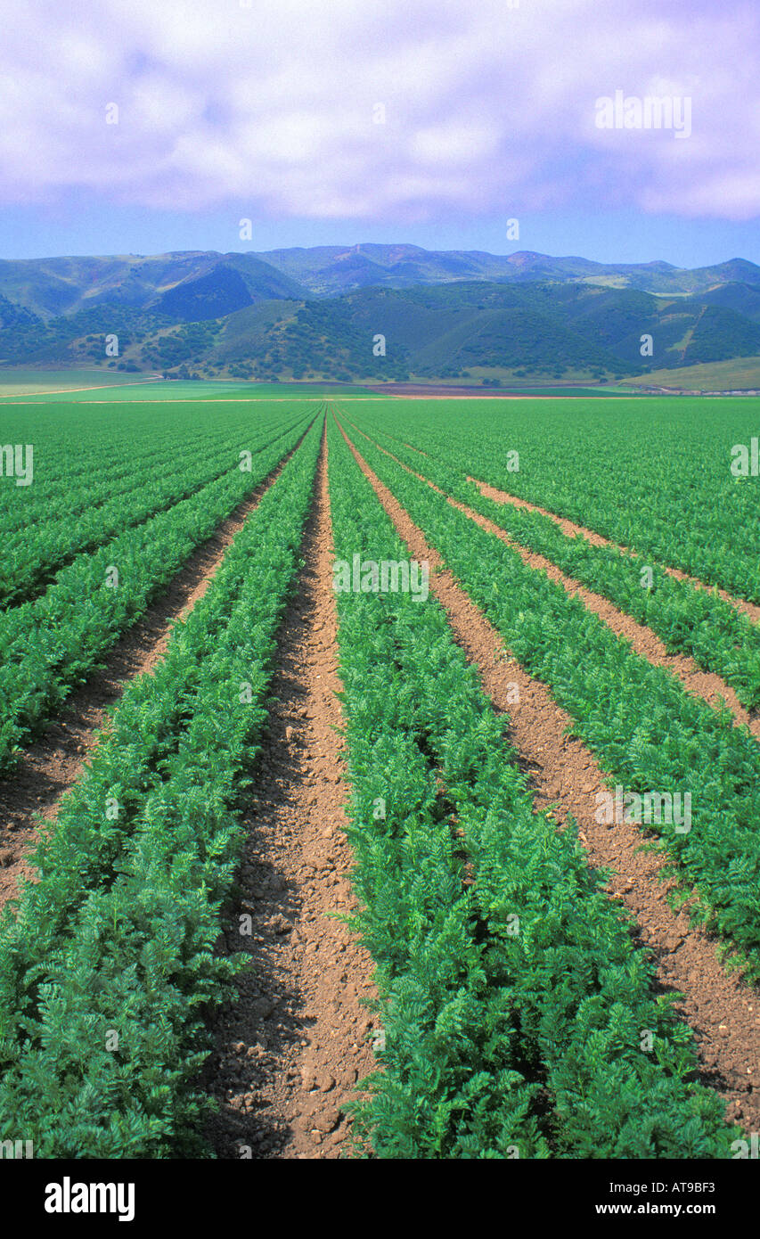 Impianto di carota righe Salinas California Foto Stock