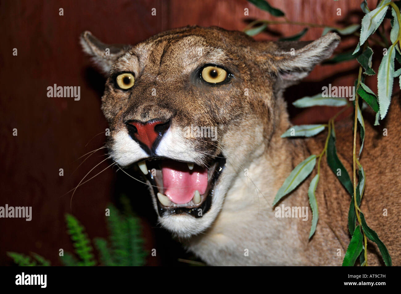 Florida Panther a Everglades Wonder Gardens Bonita Springs Florida Foto Stock