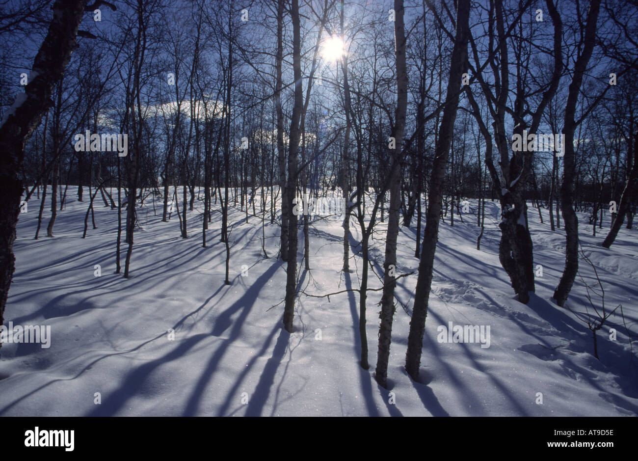 foresta di inverno Foto Stock