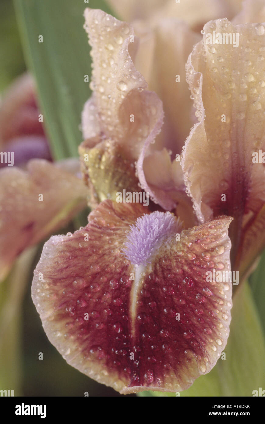 Iris "Quark' Nana Standard barbuto Iris. Foto Stock