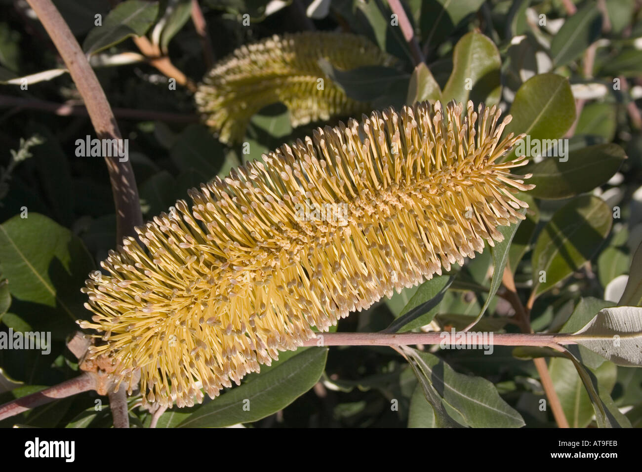 Banksia pianta Foto Stock