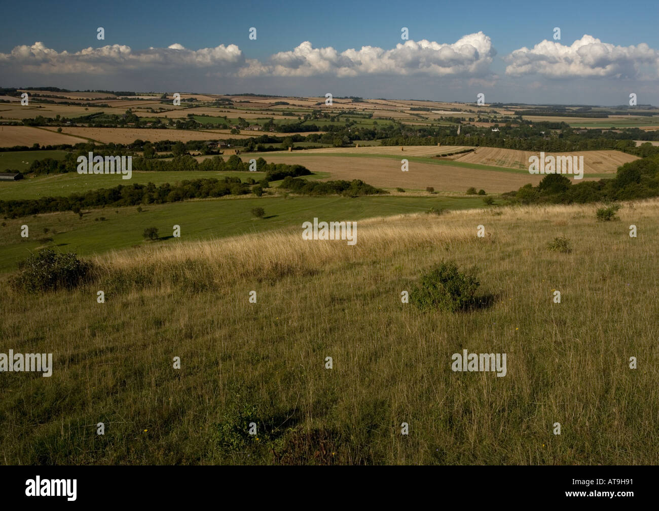 Chalk prateria e scrub su Martin giù NNR Hampshire Foto Stock