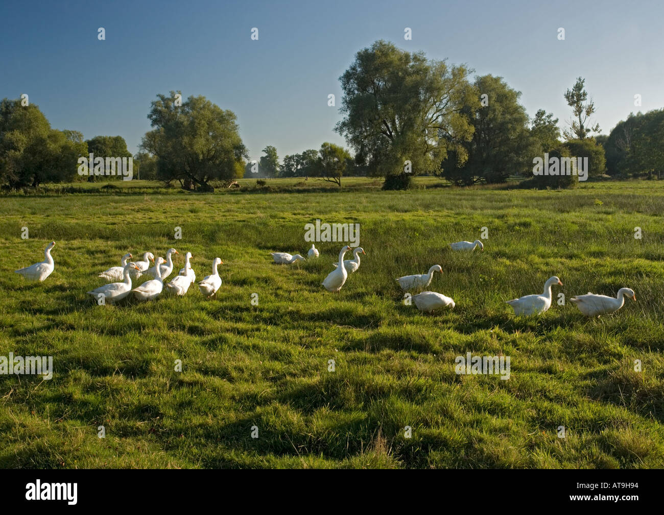 Goose pascolato terra comune a Breamore Marsh W Hants Foto Stock