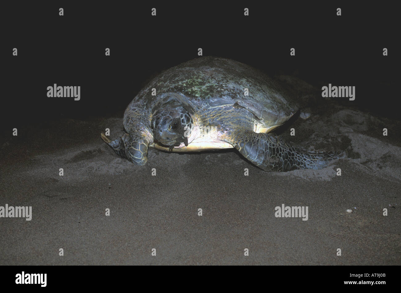 Costa Rica Tortuguero green sea turtle tornando ai Caraibi dopo il nesting coperto di sabbia scura Foto Stock