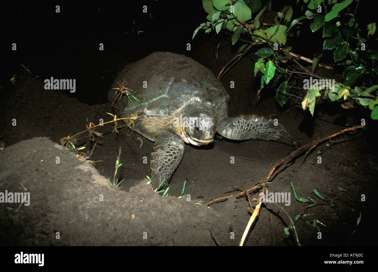 Costa Rica Tortuguero tartaruga verde lasciando dopo il nesting Foto Stock