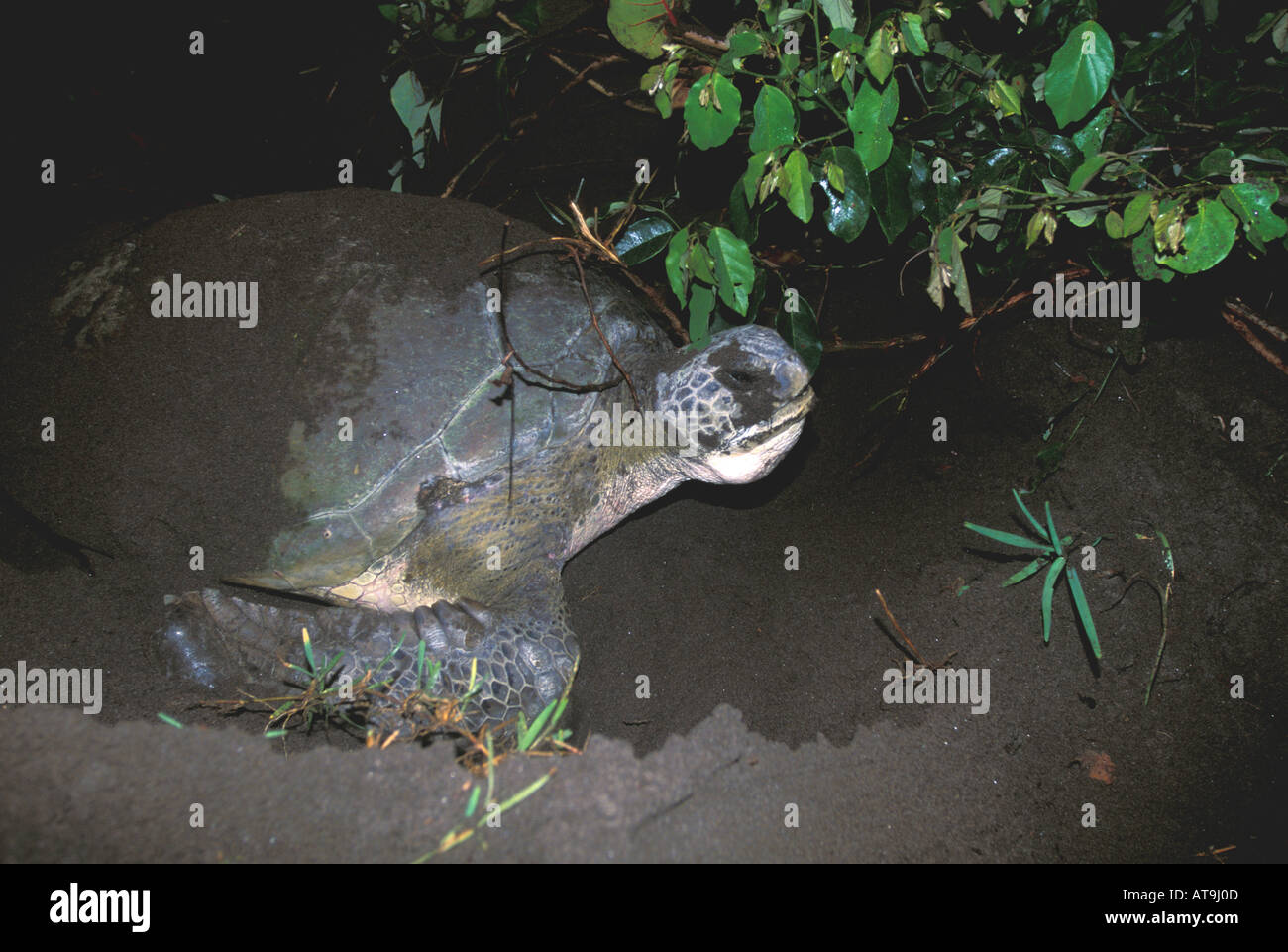 Costa Rica Tortuguero green sea turtle nesting aggrovigliato nelle radici di albero Foto Stock