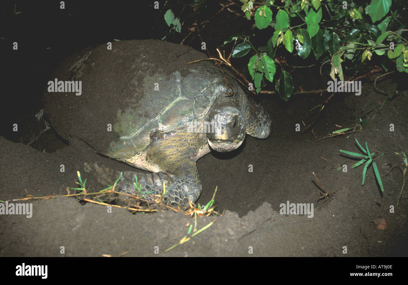 Costa Rica Tortuguero spiaggia mare verde di nidificazione della tartaruga Foto Stock