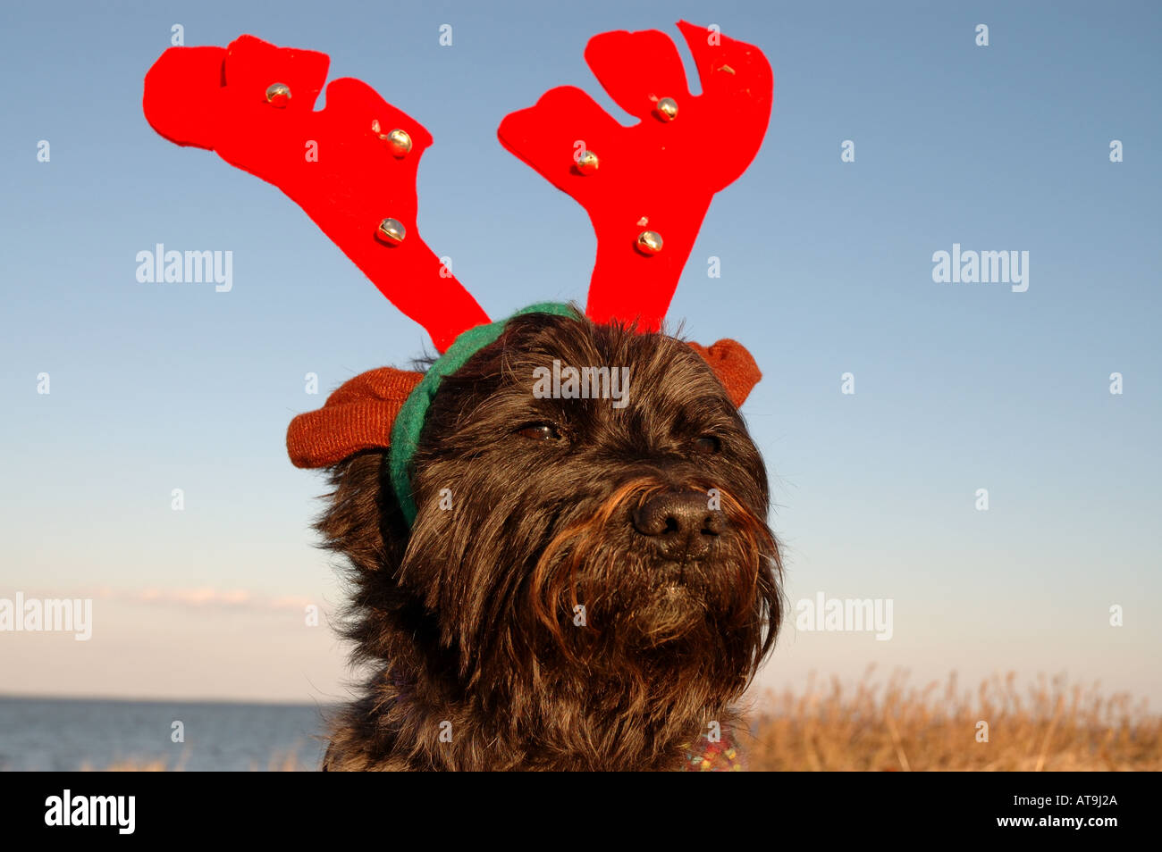 Cairn terrier cane rosso da indossare corna di renne natale Foto Stock