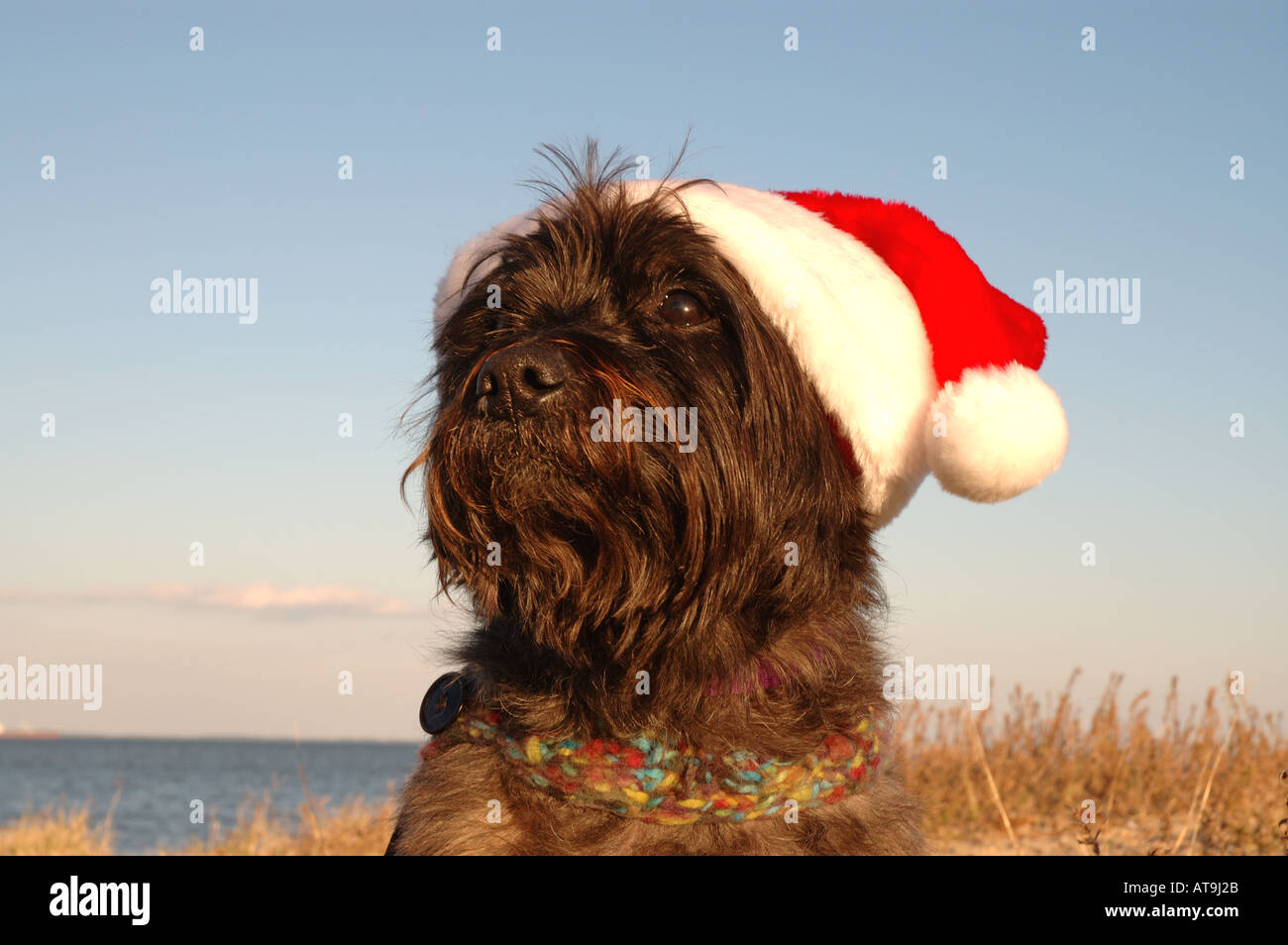 Cairn terrier cane rosso indossa babbo natale cappuccio Foto Stock