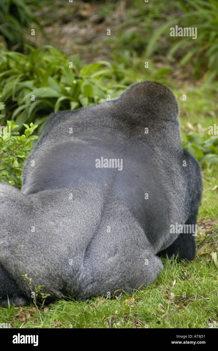 Gorilla di Montagna animale dietro scamone torna indietro umorismo scamone silverback ape Foto Stock
