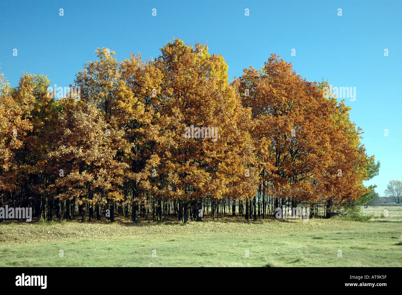 Autunno in Polonia Foto Stock