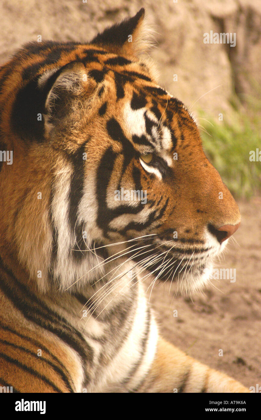Tiger ritratto di animali selvatici Foto Stock