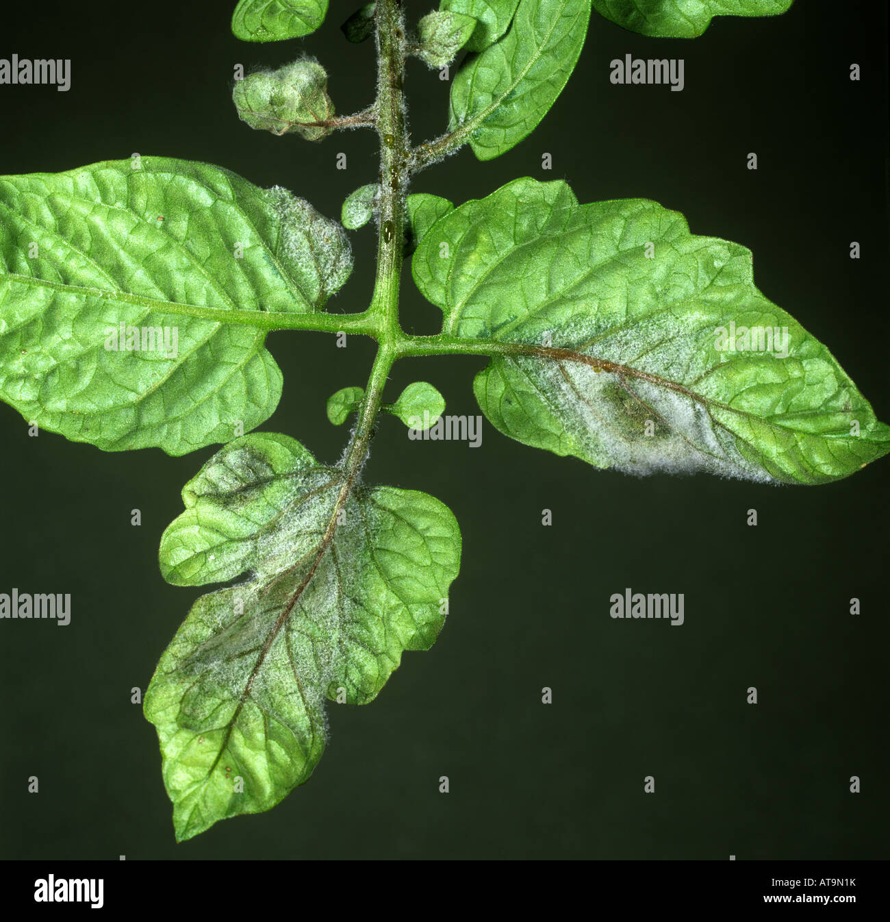 Il pomodoro late blight Phytophthora infestans necrosi sporulazione su una foglia di pomodoro lato inferiore Foto Stock
