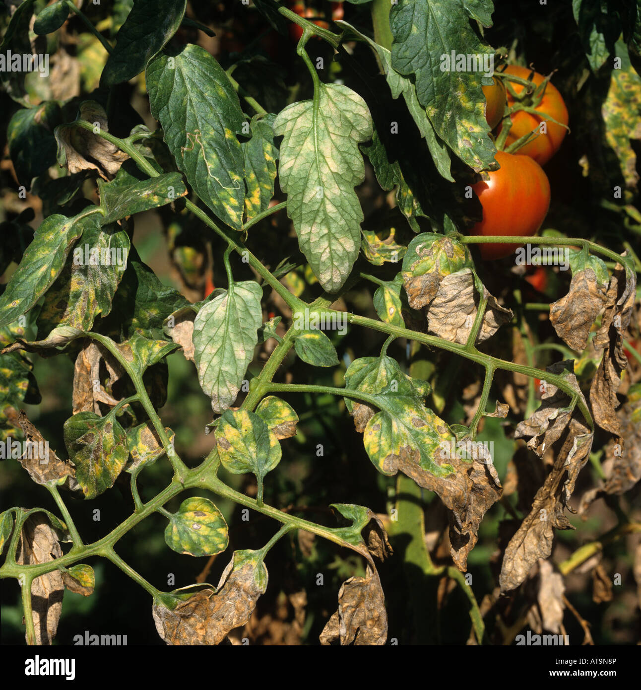 Oidio Leveillula taurica infetto di pomodoro raccolto con danni sulle superfici superiore e inferiore Foto Stock