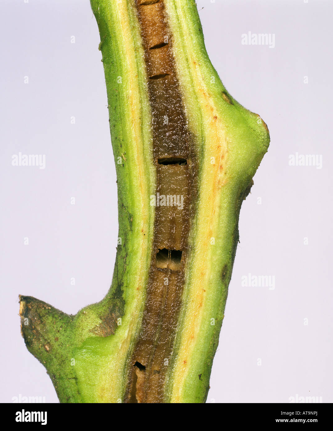 Pomodoro necrosi del midollo Pseudomonas corrugata marrone albedo necrotiche in un gambo di pomodoro Foto Stock