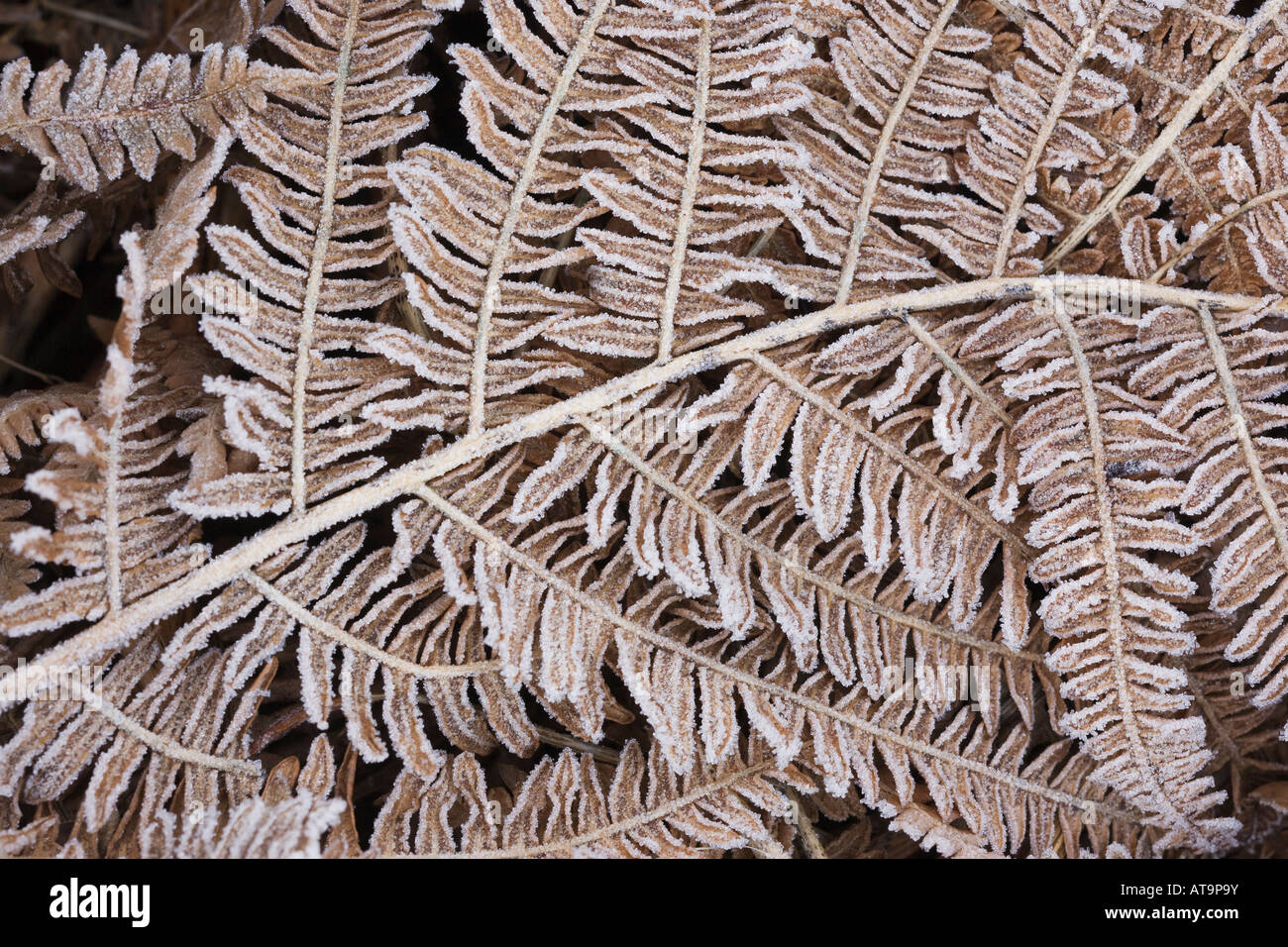 Di brina sui morti bracken frond Foto Stock