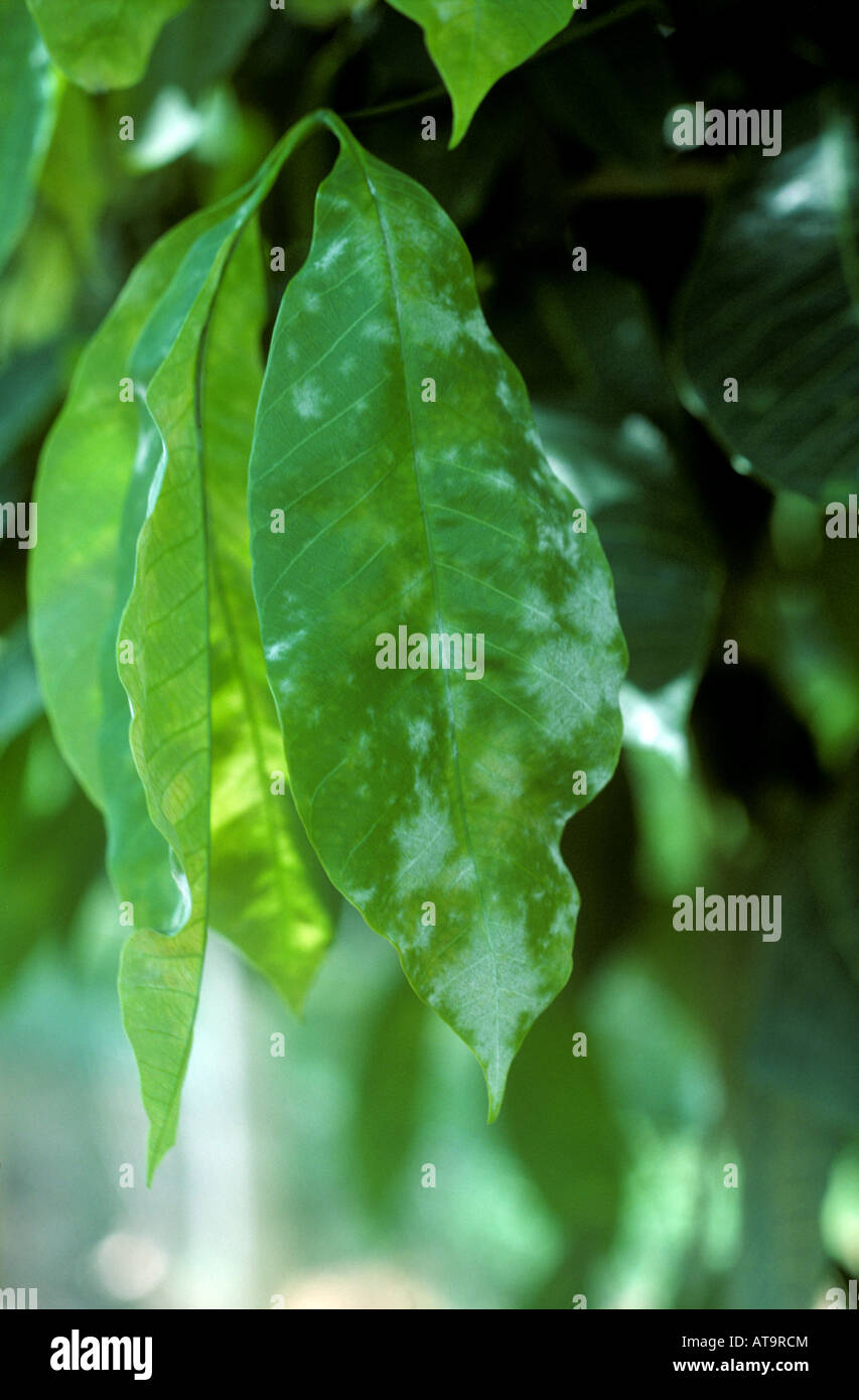 Oidio malattia delle foglie oidio heveae infezione su foglie di gomma della Malaysia Foto Stock