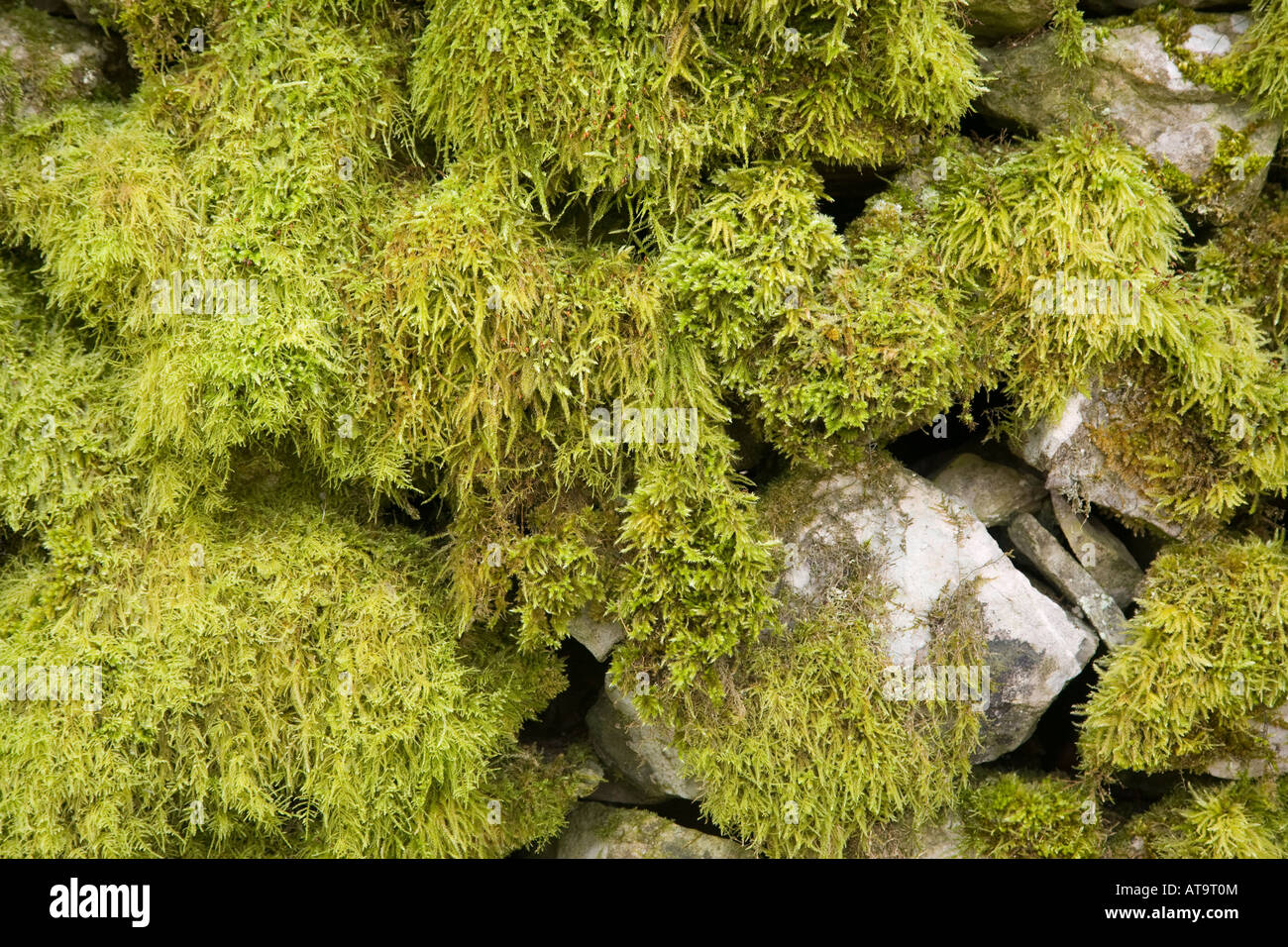 Moss parete coperta Cressbrook Derbyshire Peak District Foto Stock
