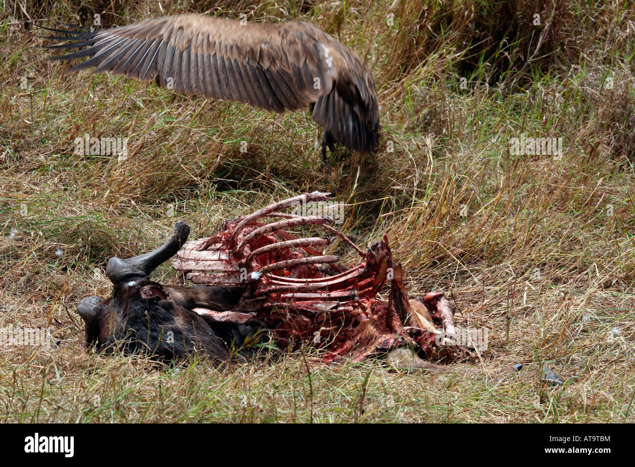 Vulture battenti fuori della carcassa Gnu Masai Mara Kenya Foto Stock