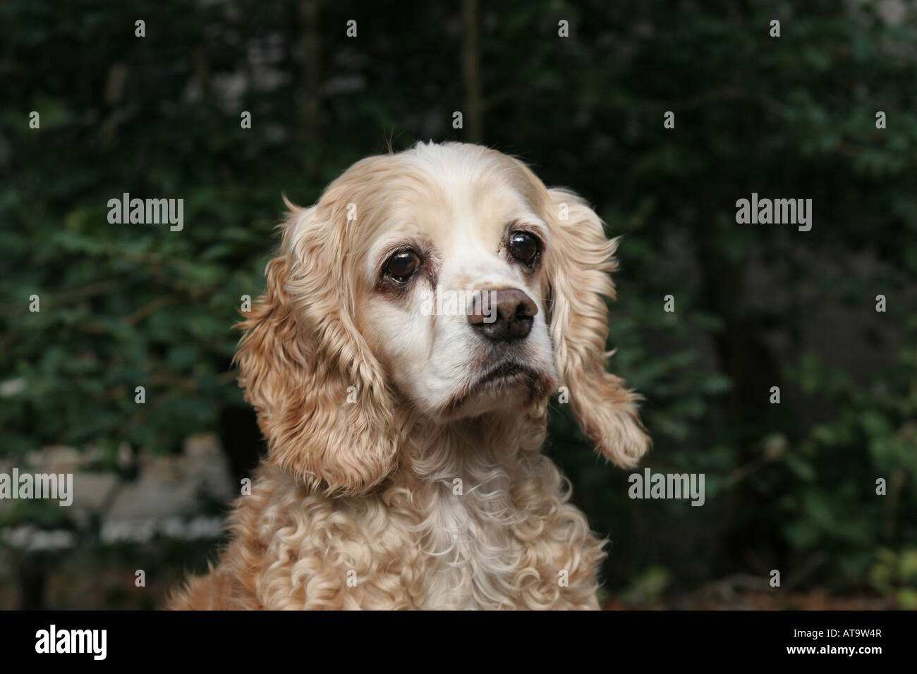 American Cocker Spaniel ha scuro, occhi espressivi e tipicamente una fiduciosa e gioiosa di temperamento ed è desideroso di farci piacere Foto Stock