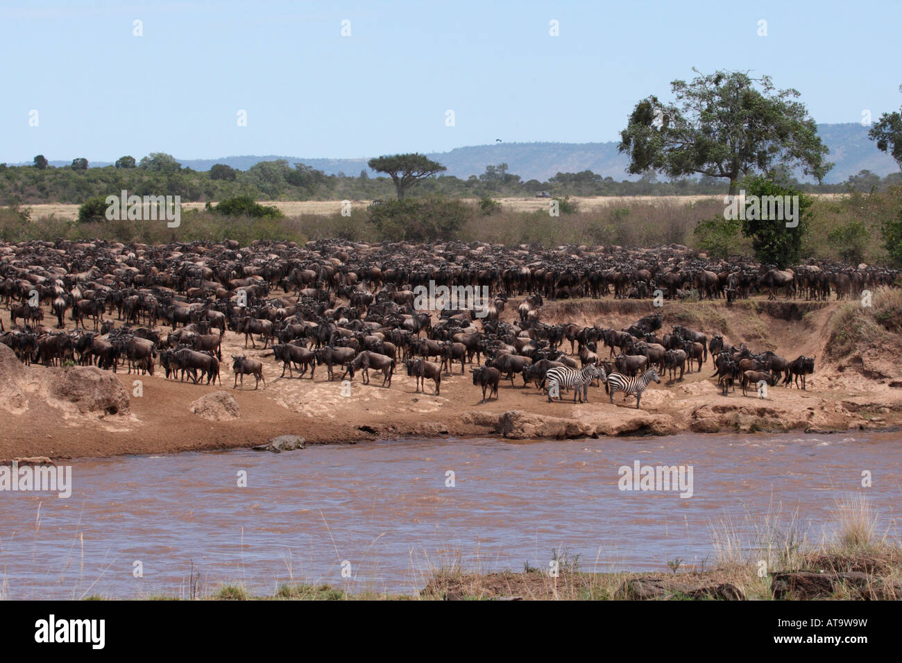 In attesa di coccodrillo per la mandria di gnu & Zebra per attraversare il fiume Mara,Kenya. Foto Stock