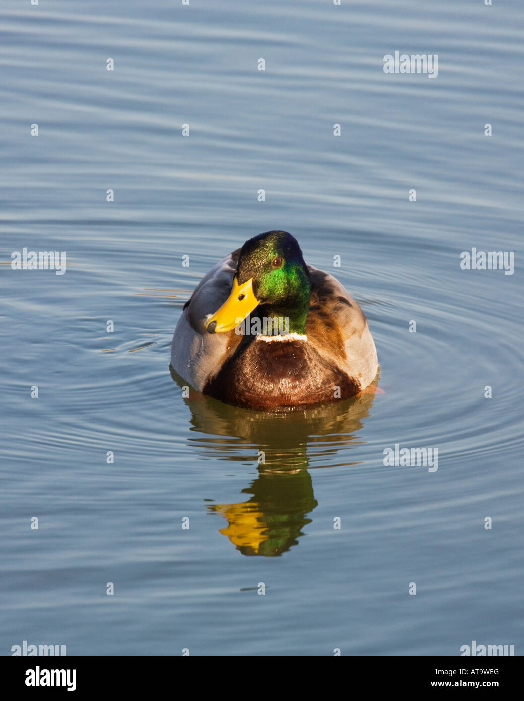 Mallard Duck nuoto sull'acqua in Essex, Inghilterra, Regno Unito Foto Stock