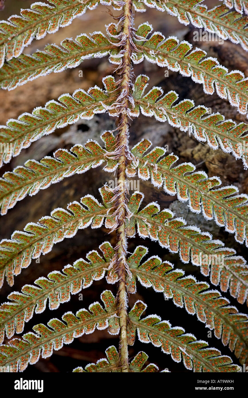 Fronda della felce Foto Stock