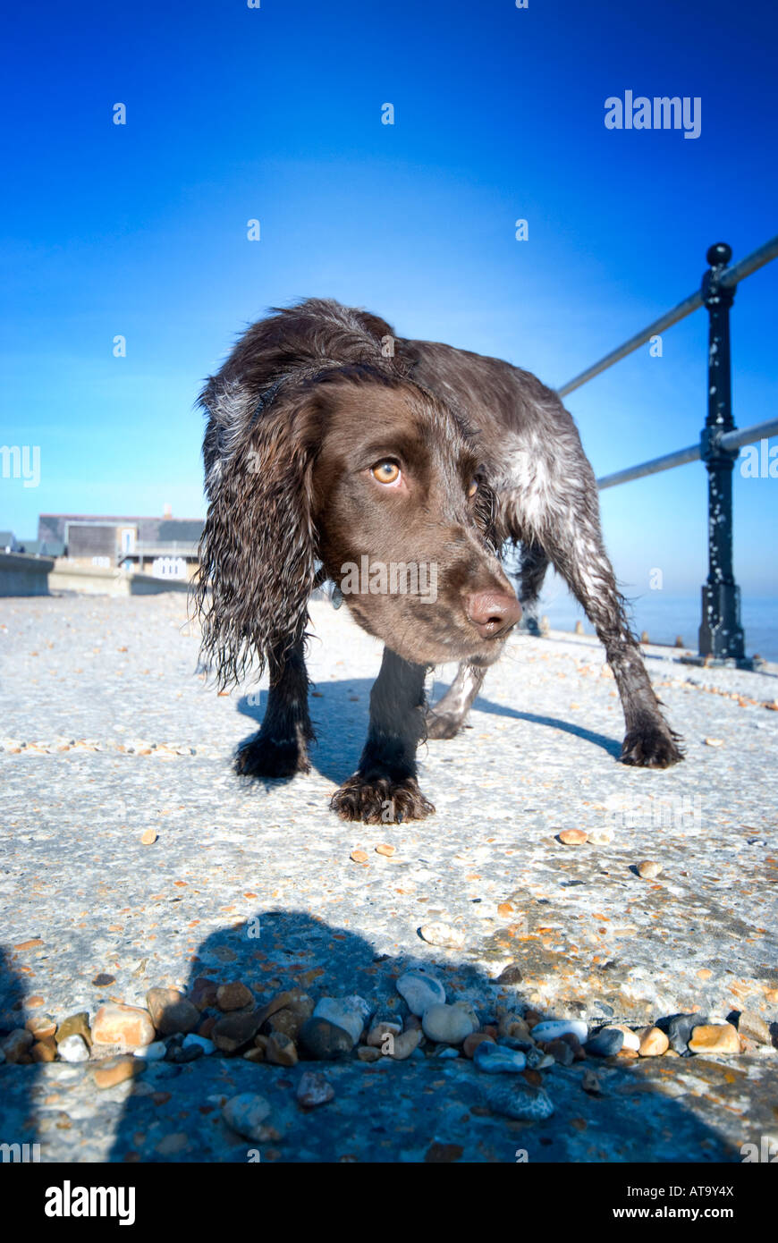Fotocamera timido giovani Cocker Spaniel cane, in riva al mare a. Trattare il lungomare, Kent, Regno Unito Foto Stock Fotocamera timido giovani Cocker Spaniel cane, in riva al mare a. Trattare il lungomare, Kent, Regno Unito Foto Stock