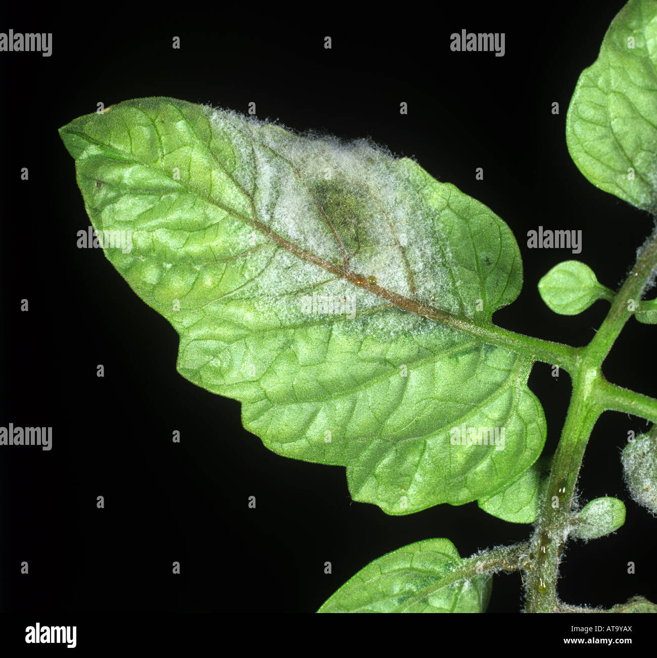 Il pomodoro late blight Phytophthora infestans necrosi sporulazione su una foglia di pomodoro lato inferiore Foto Stock