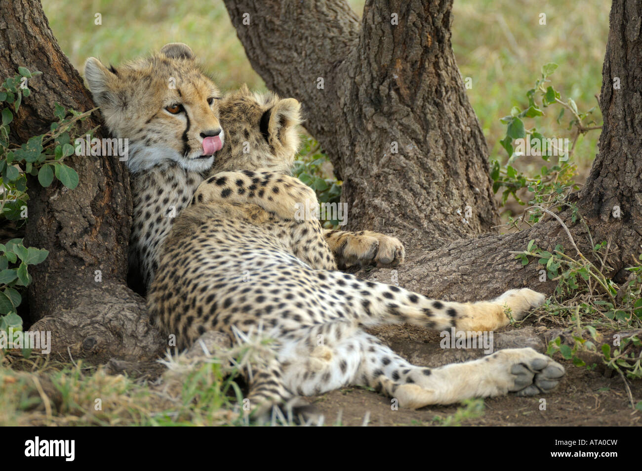 Cheetah cup, Serengeti, Tanzania Foto Stock