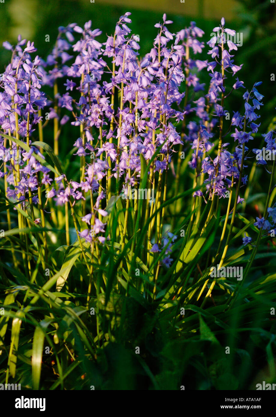 Bluebells a Poughley Berkshire Foto Stock
