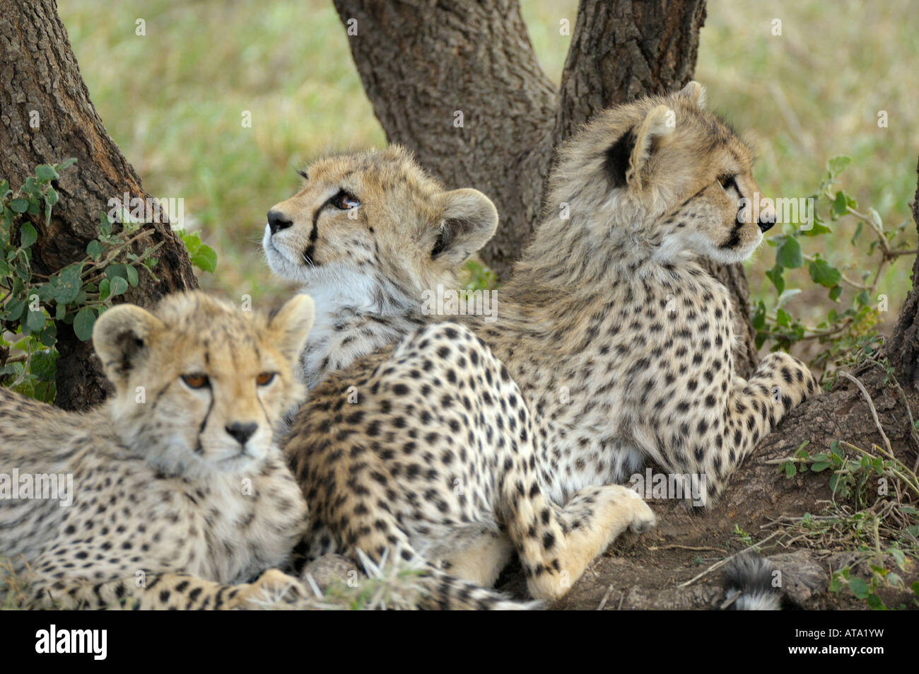 Cheetah cub, Serengeti Tanzania Foto Stock