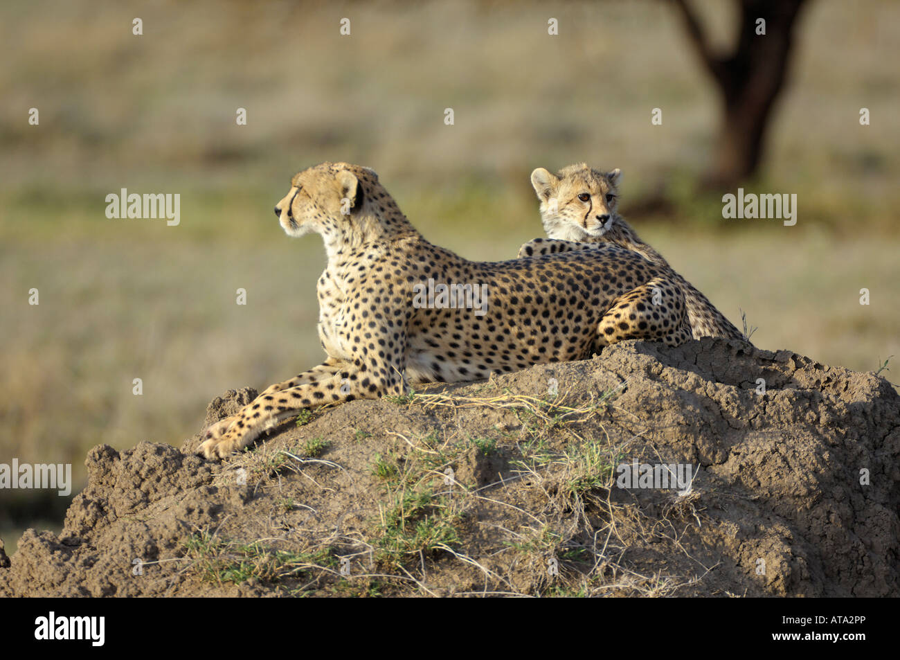 Cheetah madre con un cub, Serengeti, Tanzania Foto Stock
