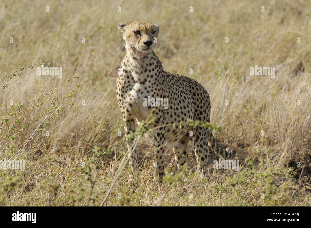 Cheetah, Serengeti, Tanzania Foto Stock