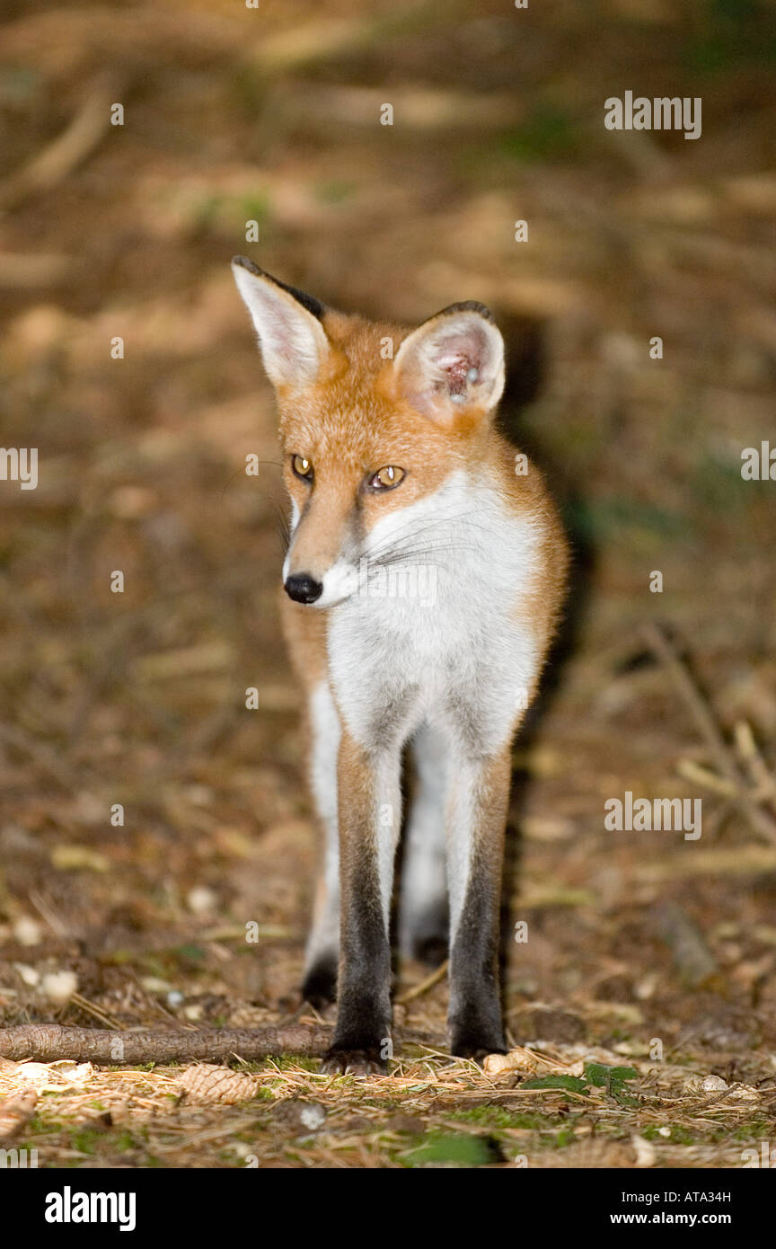 Fox; rosso; (Vulpes vulpes vulpes) Foto Stock