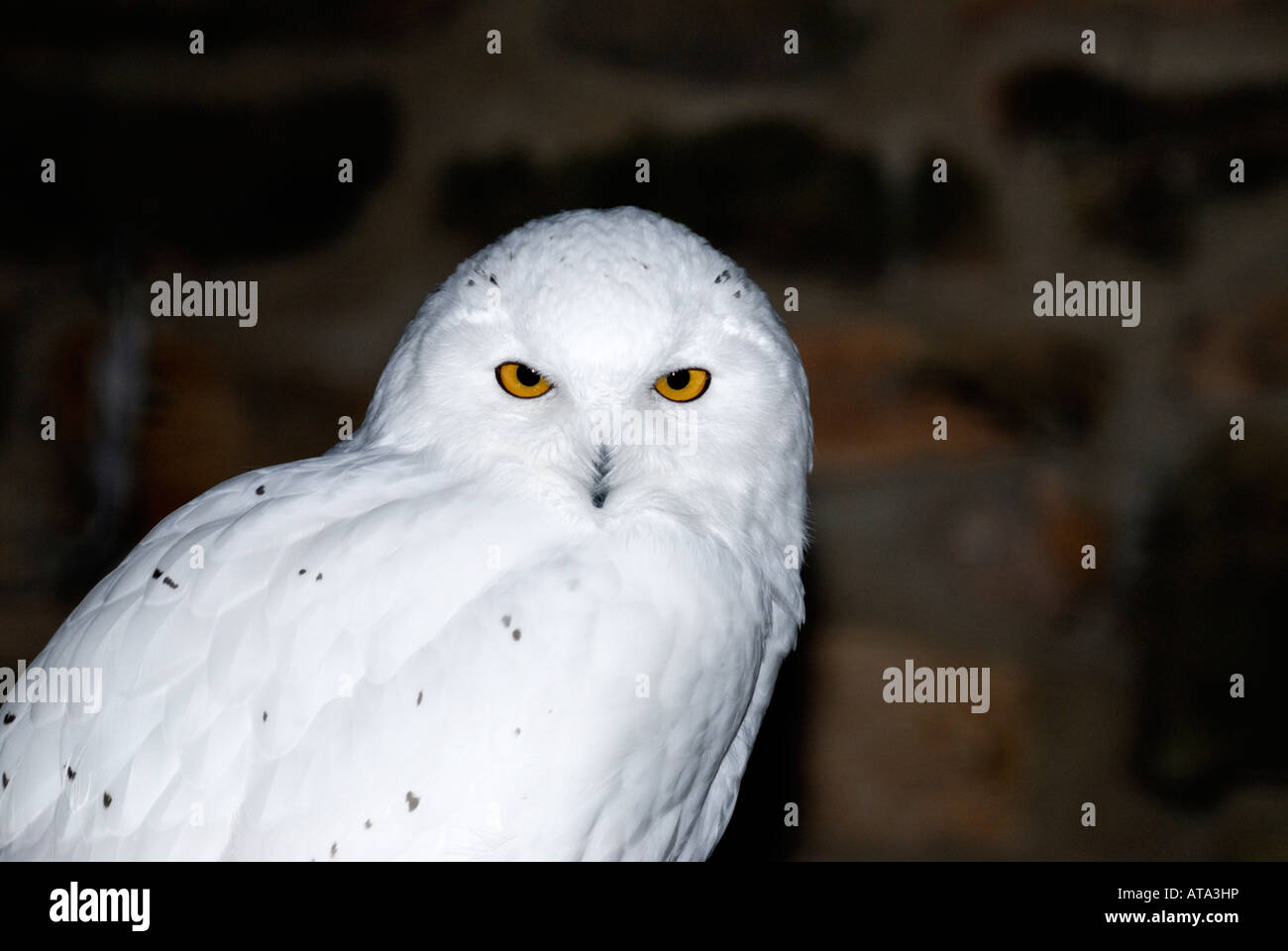 Magellan cornuto Civetta (Bubo magellanicus) Foto Stock