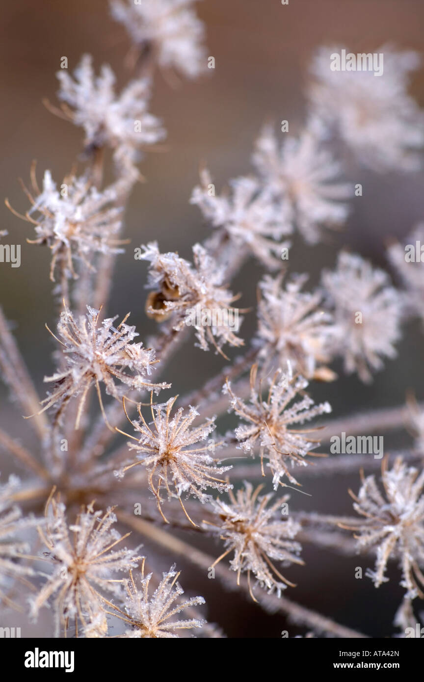 La brina su hogweed Heracleum sphondylium inverno Cornovaglia Foto Stock
