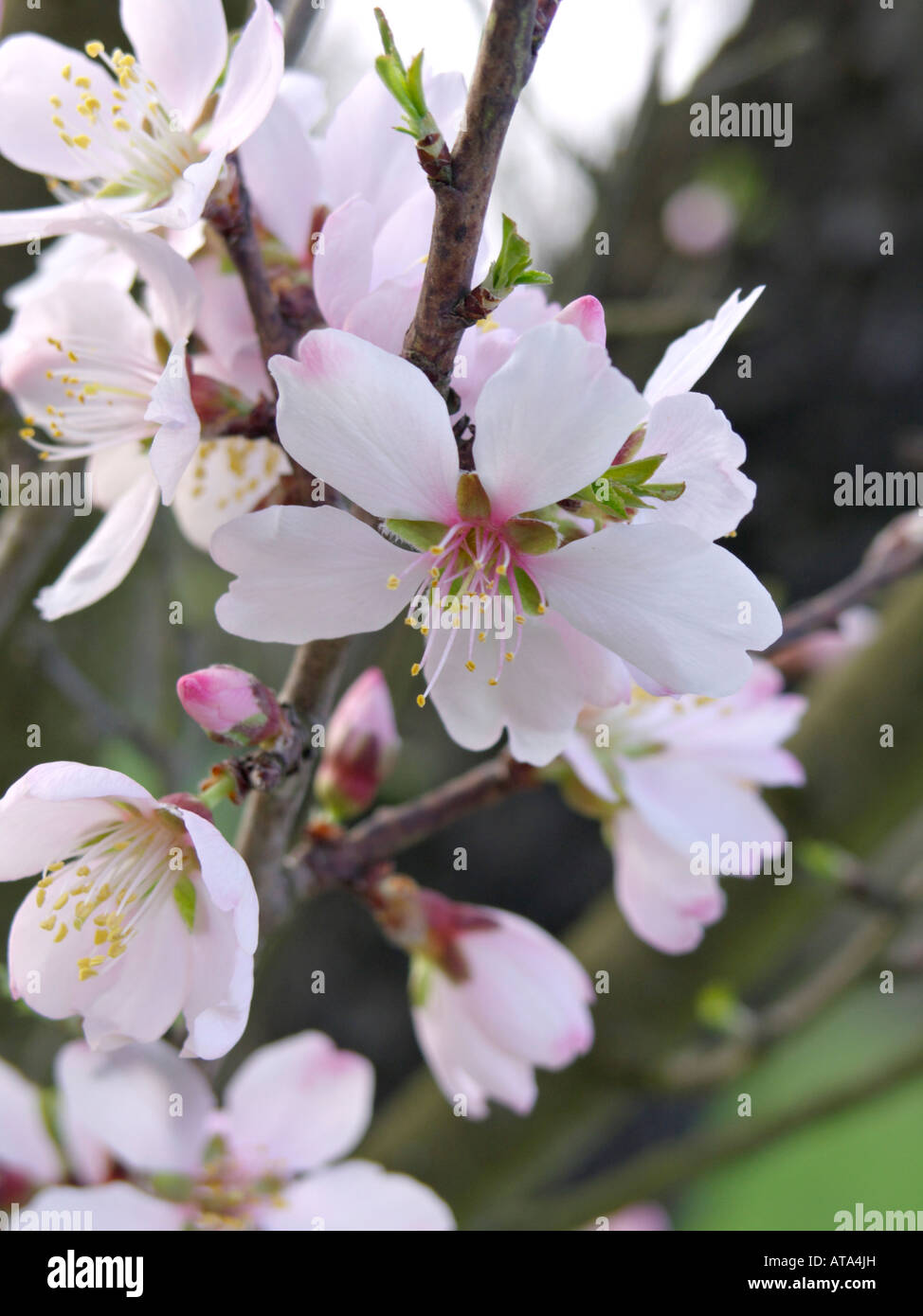 Almond (Prunus dulcis) Foto Stock