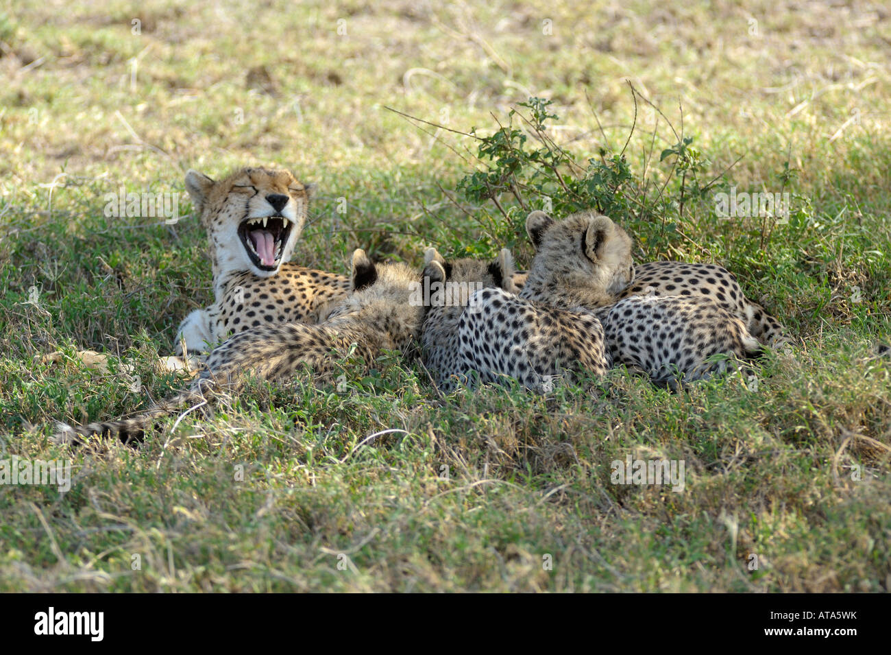Cheetah sbadigli con tre cub, Serengeti Tanzania Foto Stock