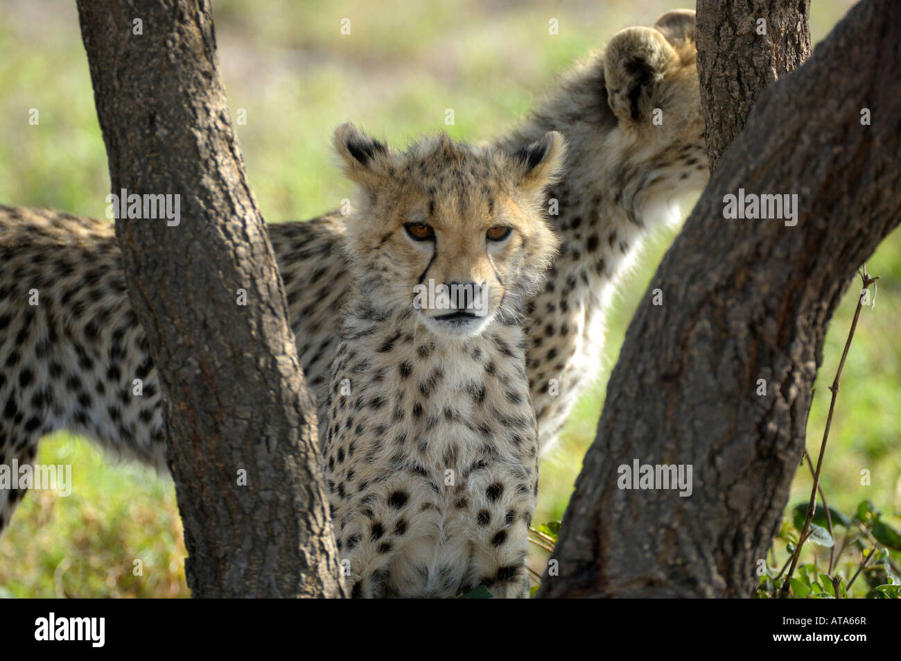 Cheetah cub, Serengeti, Tanzania Foto Stock
