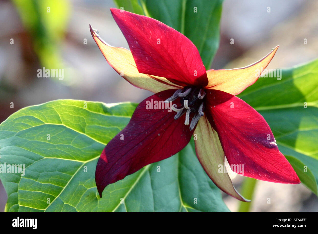Red Trillium trillium erectum Ontario Canada Foto Stock