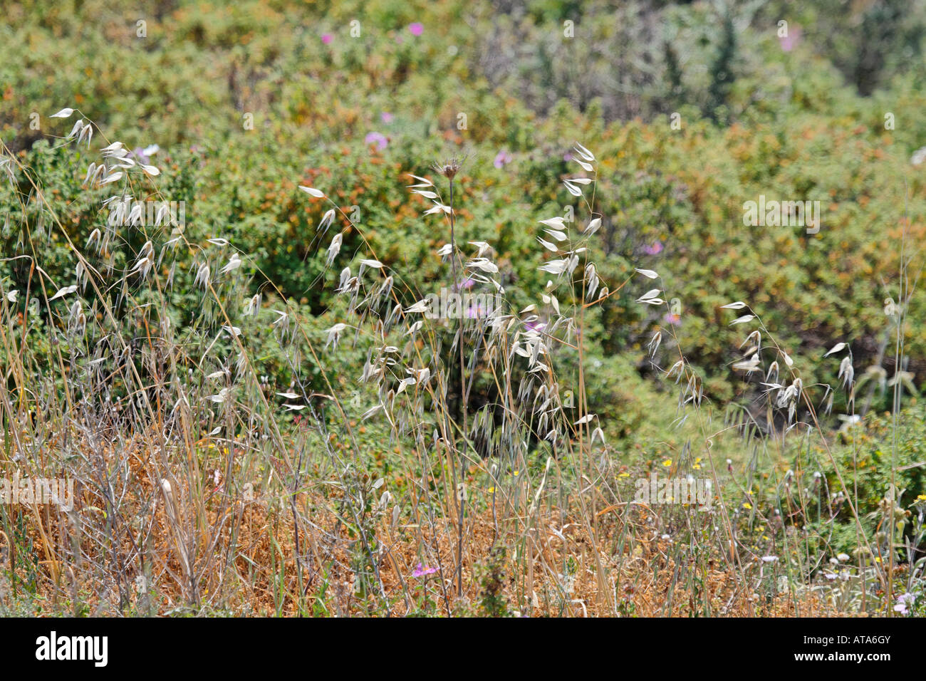 Inverno Wild Oat, Avena sterilis Foto Stock