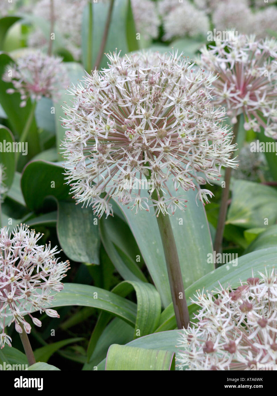 Turkestan allium (allium karataviense) Foto Stock