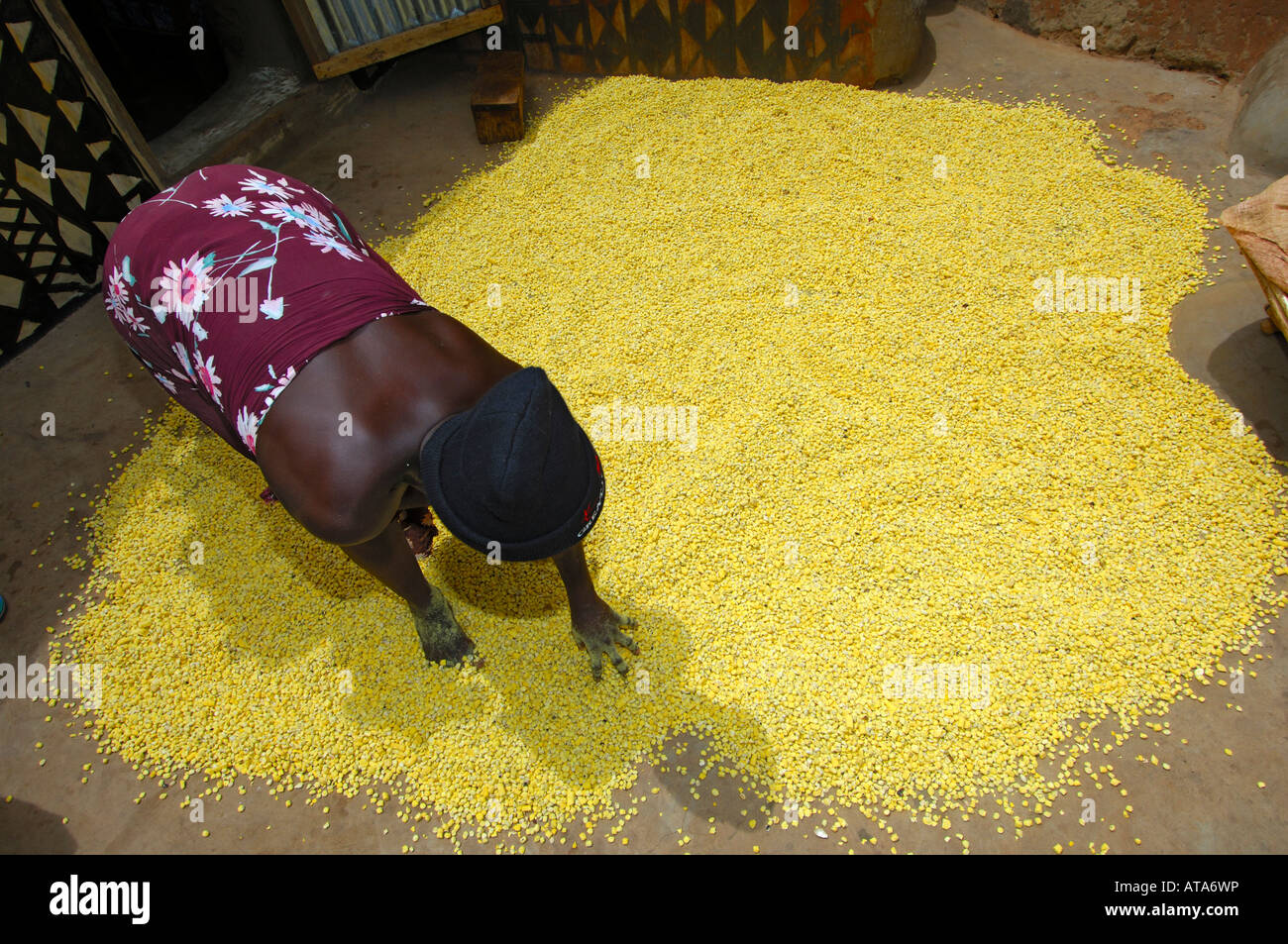 La donna si prepara i semi dell'African locust bean tree Parkia biglobosa di asciugatura sul pavimento del Burkina Faso Foto Stock