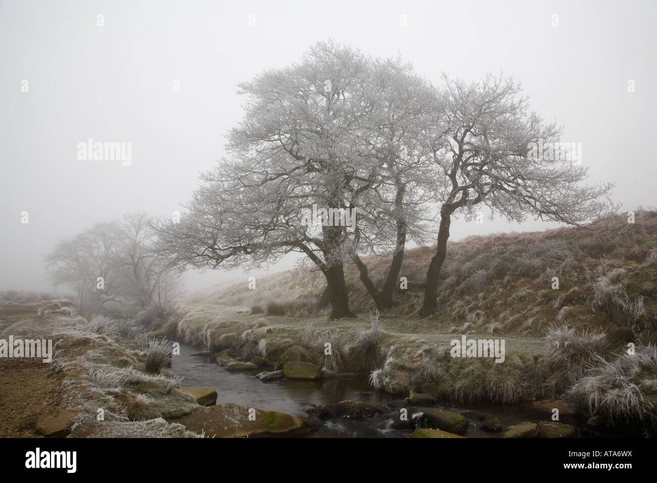 Ontano su un gelido mattino Padley Gorge Derbyshire Foto Stock
