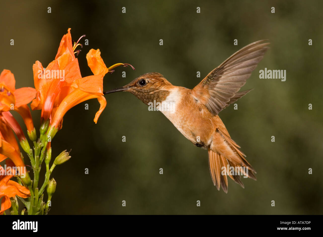 Rufous Hummingbird maschio, Selasphorus rufus, alimentazione a cape caprifoglio. Foto Stock