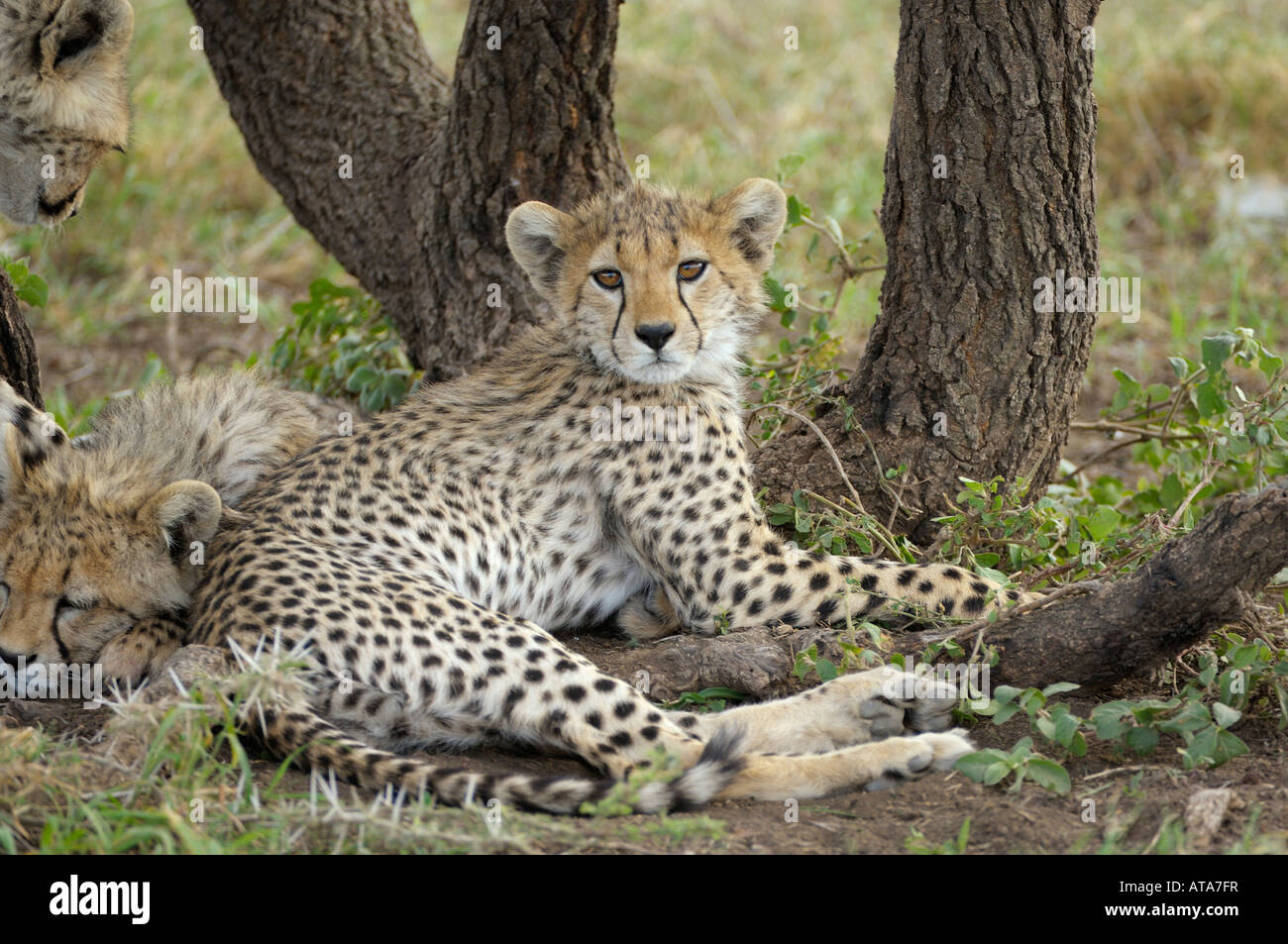 Cheetah cub, Serengeti, Tanzania Foto Stock