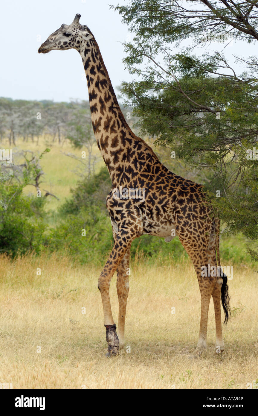 La giraffa ferito da un laccio, Serengeti, Tanzania Foto Stock