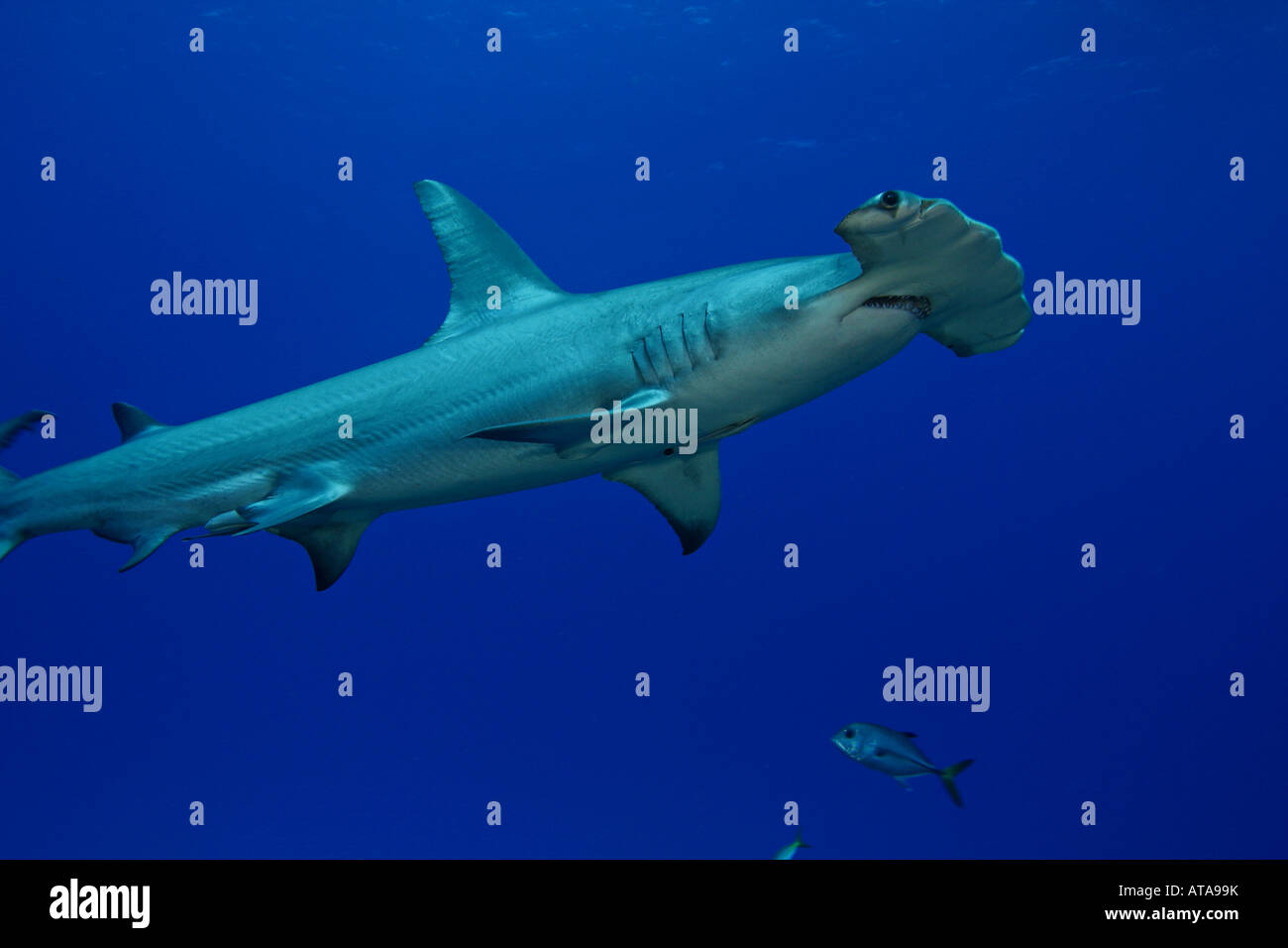 Vi sono poche fotografie di grandi squali martello, Sphyrna mokarran, sebbene siano considerate comuni, le Bahamas. Foto Stock